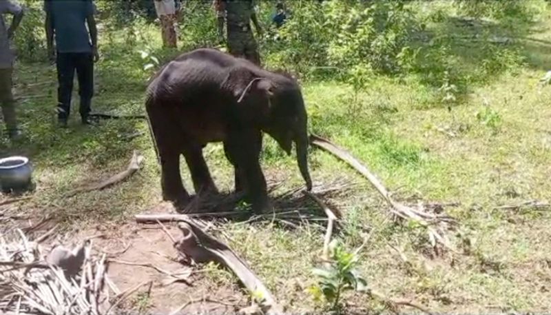 elephant calf krishna who was abandoned buy herd yet to accepted in herd in palakkad