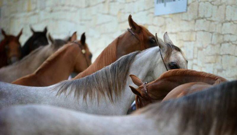 Tamil Nadu Animal Welfare Board to introduce licensing for beach horses in Chennai