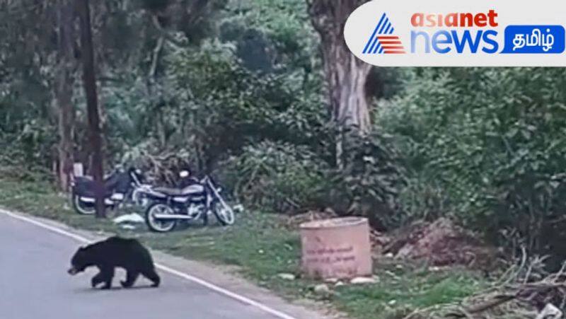 A bear roaming in residential areas! Public panic near Coonoor!