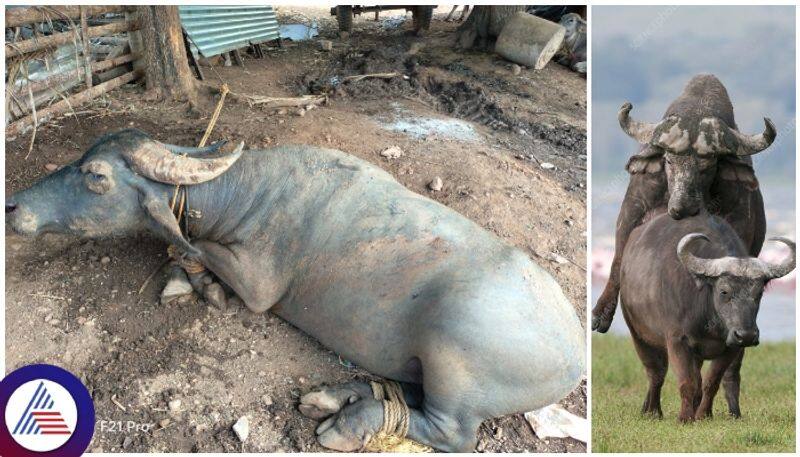 Davanagere buffalo killed owner because he was did not allow them to mate sat