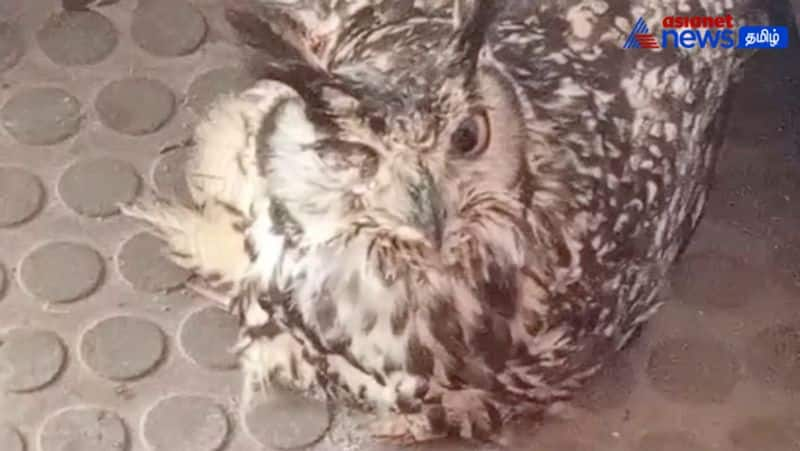 in Kodaikanal treated an injured owl after being hit by a vehicle!