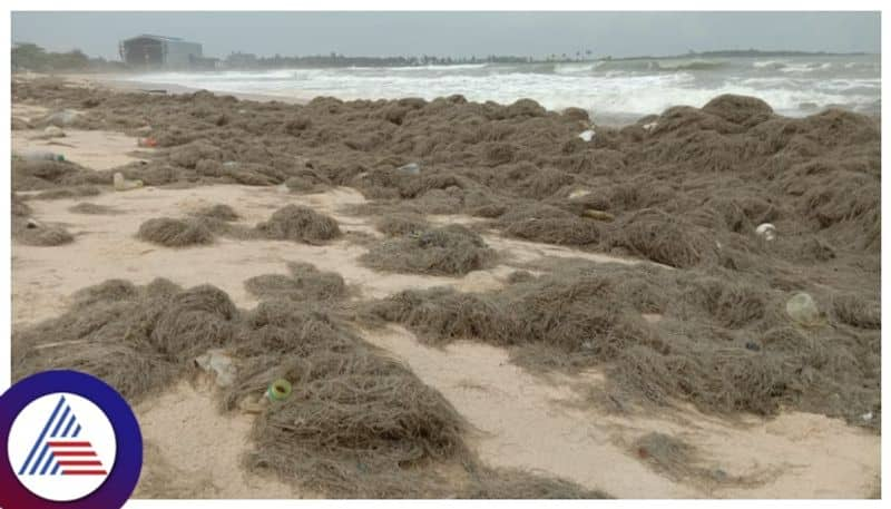 goddess gangas hair at udupi  malpe beach kannad news gow