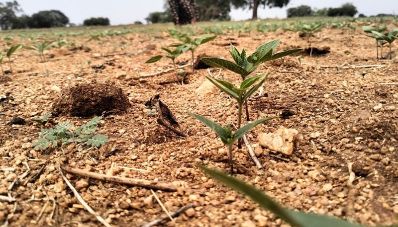 Sprinkler Used to Irrigate Crops in Yadgir grg