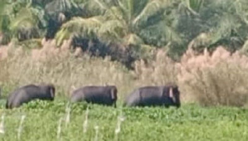 Three Elephants Seen in the Tailuru Lake at Maddur in Mandya grg