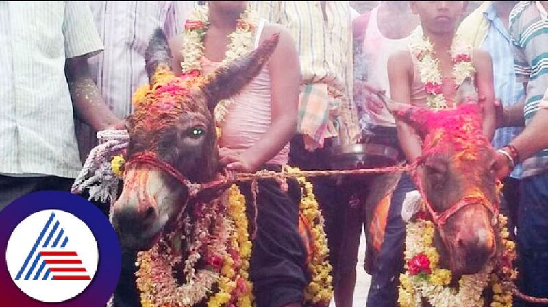 harapanahalli villegers 'married donkeys' for rain at bellary rav