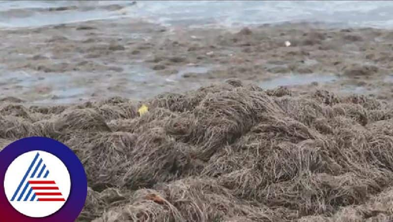 viral news sea algae found in shore  in malpe beach at udupi rav 