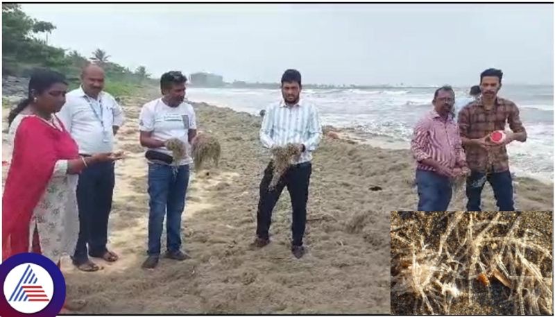 Cellophane tube worms found on Malpe beach are known as gange hair in Kannada sat