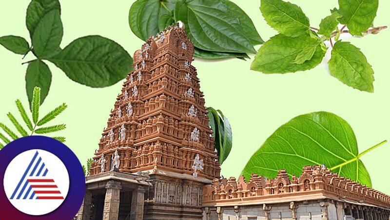 Know about sacred leaves which are related to hindu God and Goddess pav