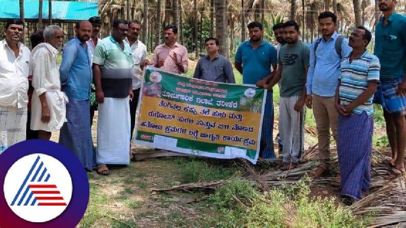 Black head worm infestation in coconut crop Farmers worried in terikere chikkamagaluru rav