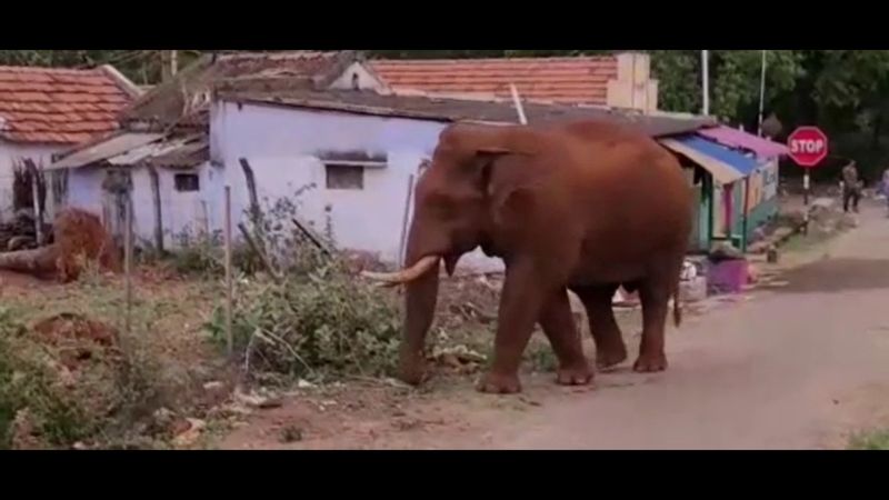 Officials investigate whether Baahubalis elephant was injured in the explosion of a country-made bomb