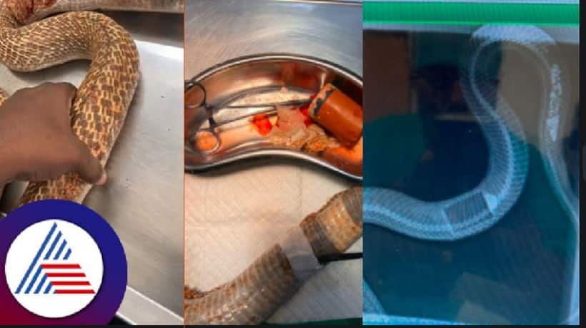 Cobra swallows plastic box, undergoes successful operation