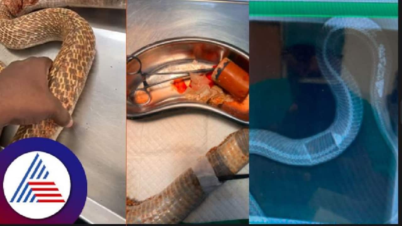 Cobra swallows plastic box, undergoes successful operation