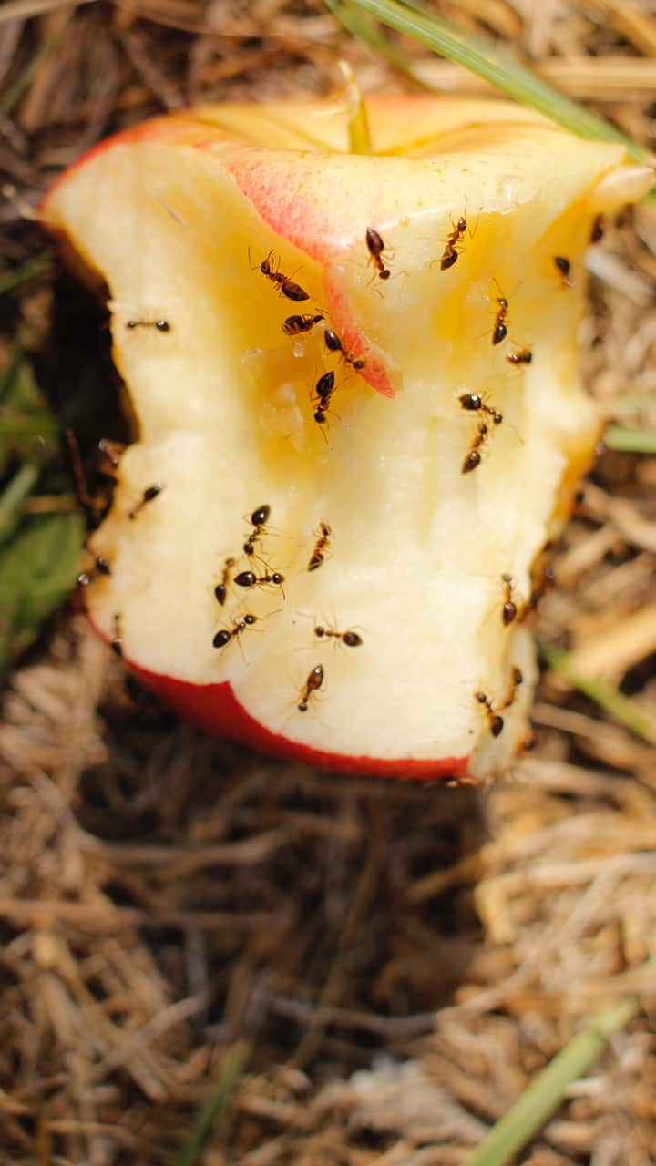 according to vastu shastra black and red ants in house indicates auspicious or inauspicious sign in tamil mks