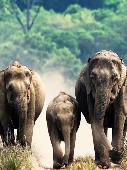 Jim Corbett
