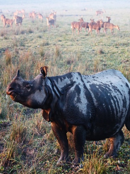 Kaziranga National Park