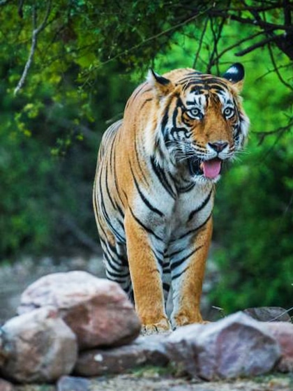 Ranthambore National Park