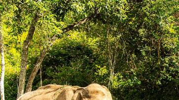 A Guide to India's Wildlife Sanctuaries: Get Up Close with Nature