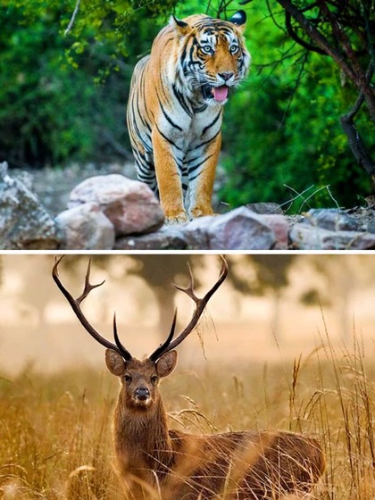 7 wildlife destinations you need to visit in India