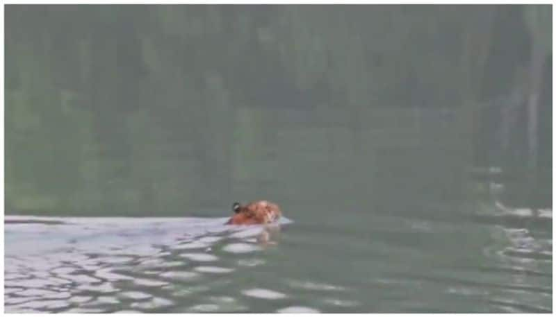 Video of tiger swimming through Sharada canal goes viral BKG