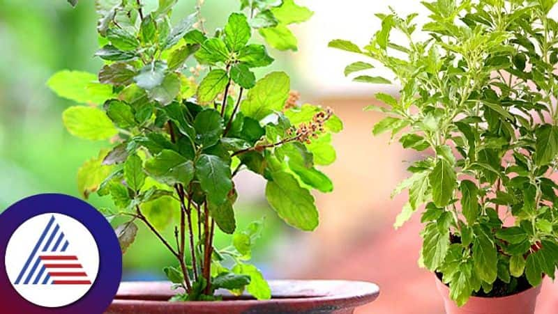 Tulsi astro tips for wealth and many pav