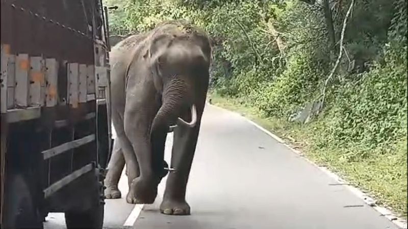 mother and daughter highly injured while wild elephant in nilgiri district