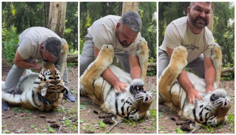 Video of owner hugging and kissing pet tiger goes viral BKG 