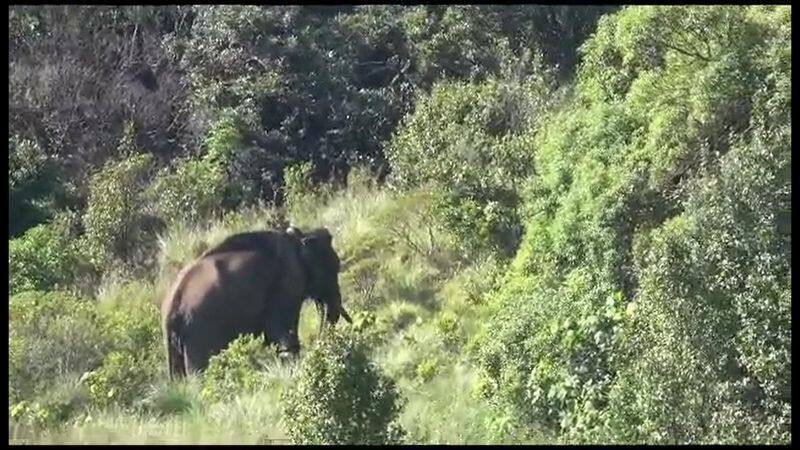 forest officer explain about arikomban health condition in tirunelveli