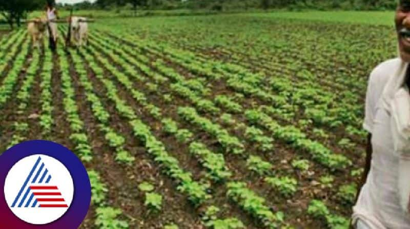 Horticulture crop excluded from weather based insurance in byadgi haveri rav