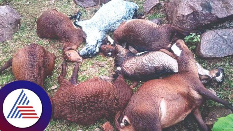 Heavy rain across Shahapur taluk:19 sheep died by lightning in shahapur at yadgiri rav 