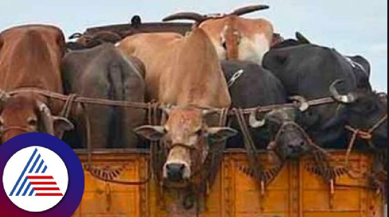 Illegal cattle traffic bajrang dal was brought to the police station along with the vehicle at hubballi rav