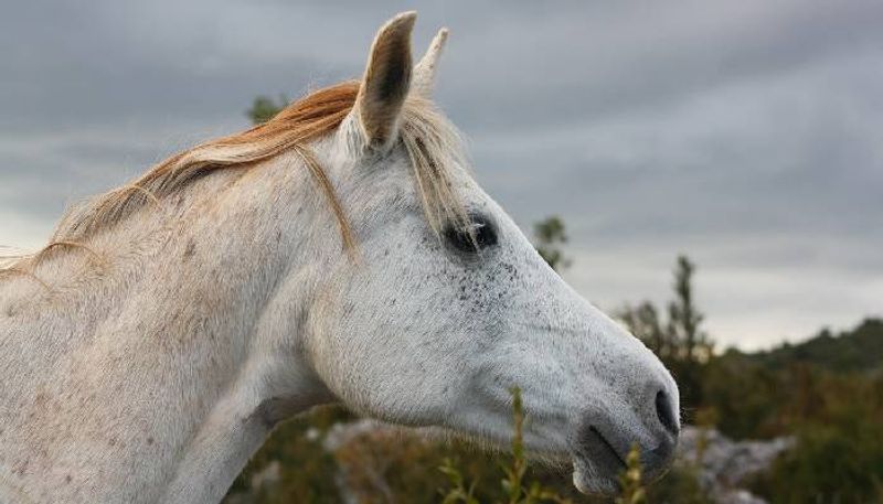 men forcibly giving weed to horse rlp