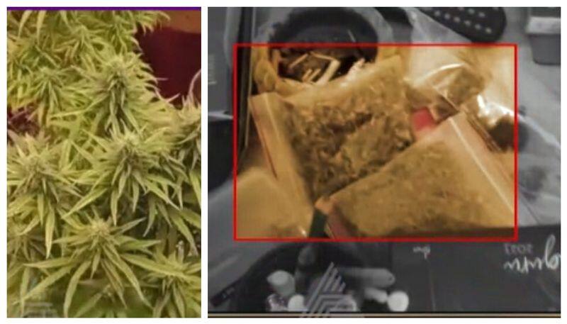 sale of marijuana by Medical students in shimogga nbn