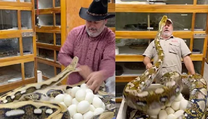 man trying to take eggs mama pythons reactions rlp