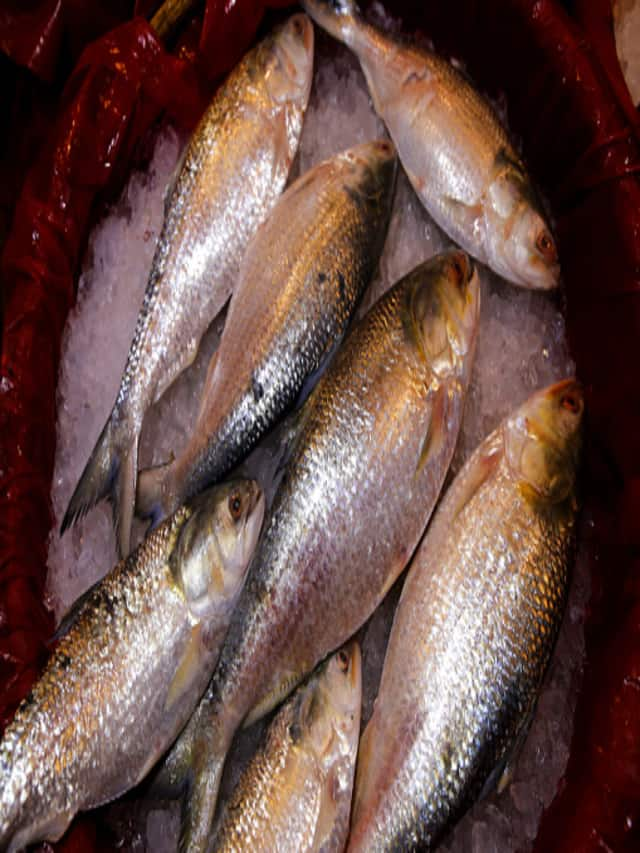 Know Ilish fish price per kg in Kolkata, Delhi, Bengaluru, Mumbai and more RBA