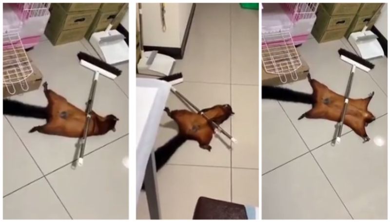 video of flying squirrel acting in the death scene has gone viral bkg 