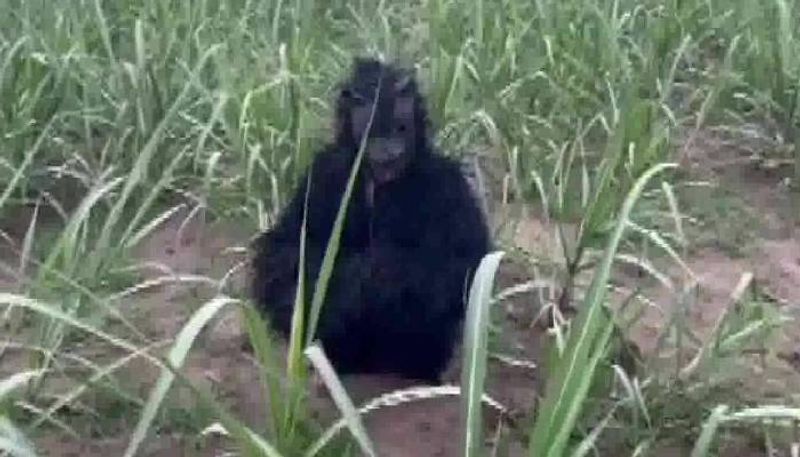 farmers wearing bear costume to scare monkeys rlp