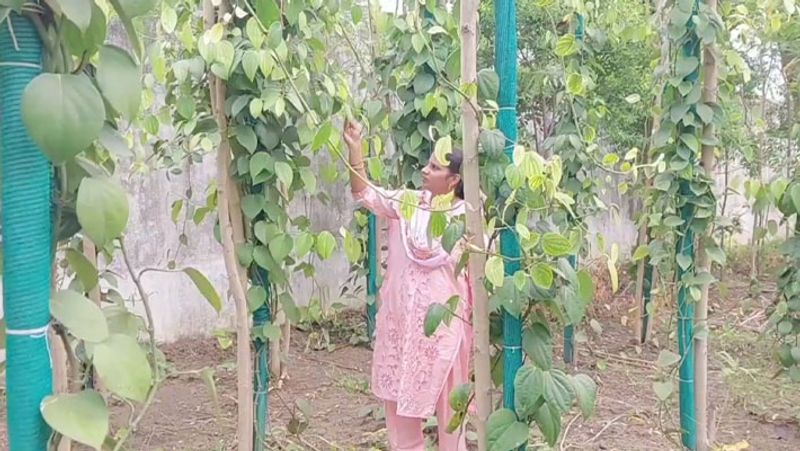 A new type of pepper plant cultivated in the plains! Puducherry agronomist discovery!