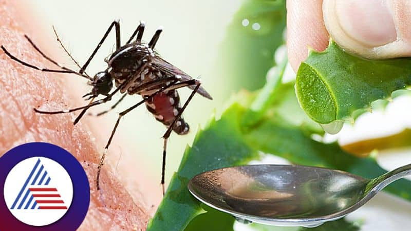 Health Tips These Home Remedies To Get Instant Relief From Mosquito Bite roo