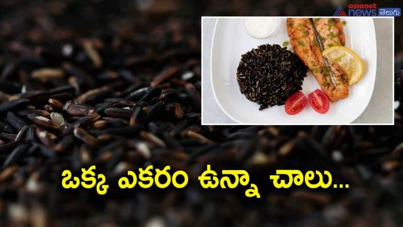 black rice farming-profits in growing black rice