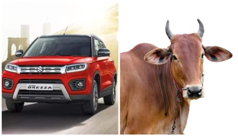 What happened after Maruti Suzuki Brezza hits on a cow at high speed prn