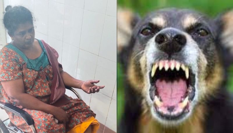 Housewife chased and bitten by street dog in Thrissur dog is suspected to have rabies ppp