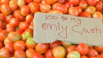 tomato 