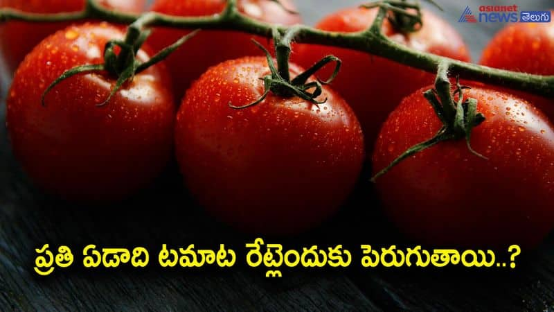 tomato price rise-know the reasons behind