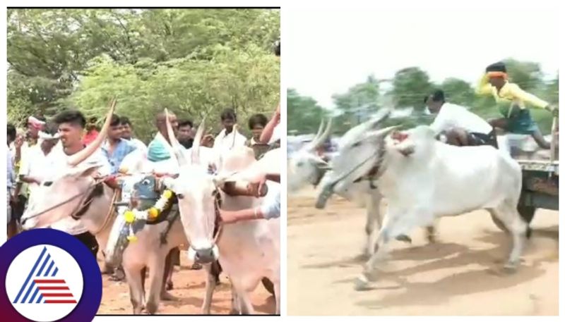 Chitradurga tribal community bullock cart race competition kannada news gow 