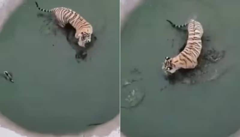 duck outsmarts tiger the video again viral now hyp 