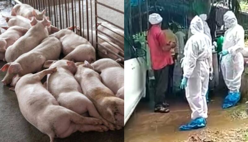 Kerala: 310 pigs culled in Thrissur over African Swine Fever outbreak anr