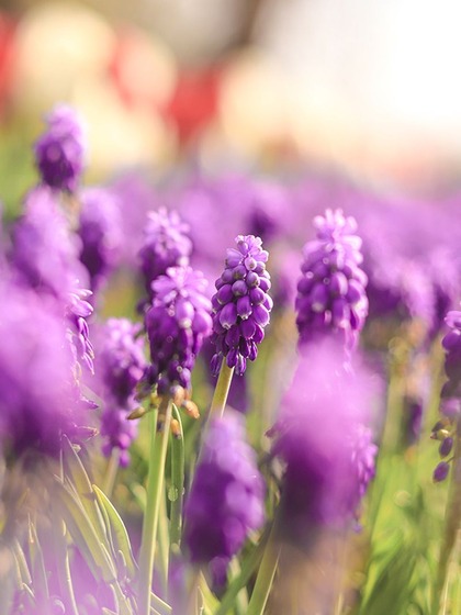 2. Hyacinths