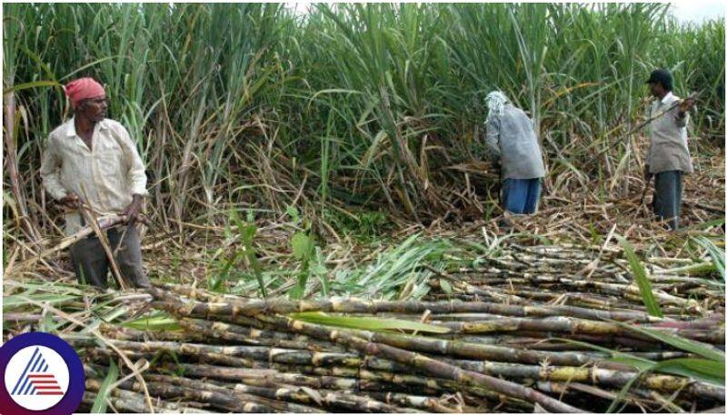 Sweet news for farmers Central government has increased sugarcane FRP rate sat