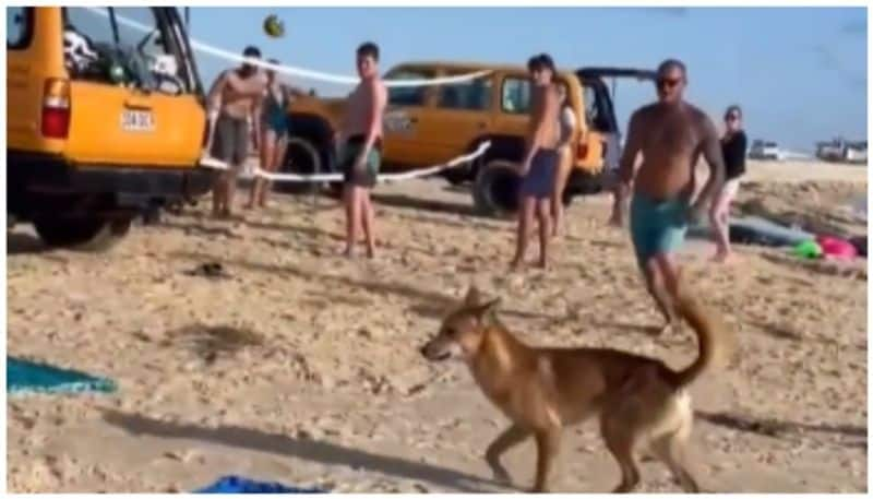 street dog attack woman relaxing on Australian beach bkg 