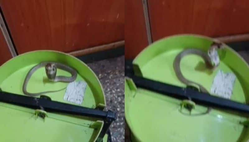 snake hides under dustbin viral video rse